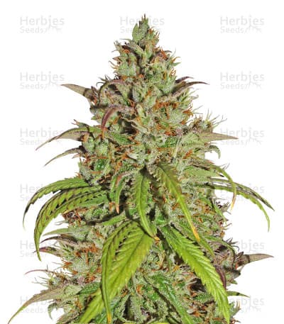 Jack Herer seeds at Herbies Head Shop