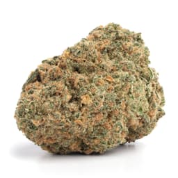 Blue Haze cannabis strain