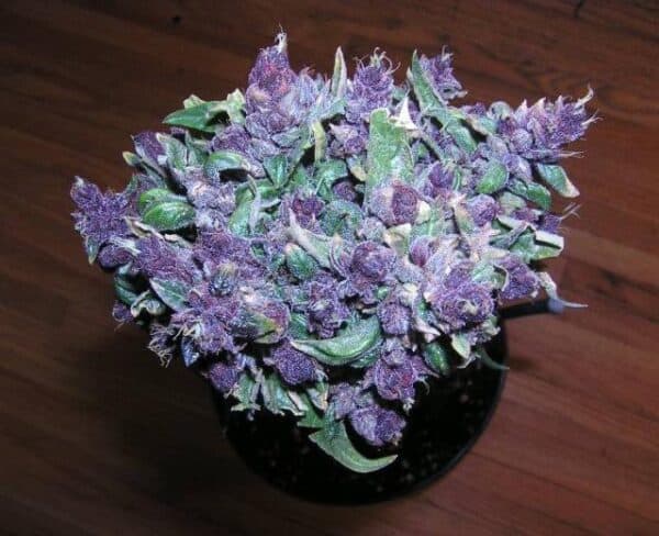 purple haze weed online