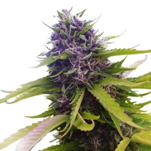 Blueberry weed strain